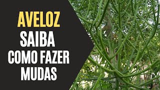 Aveloz Saiba Como Fazer Mudas [upl. by Iuq]