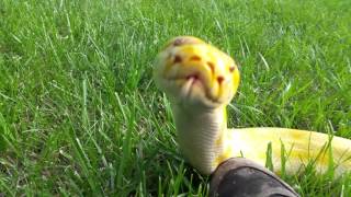 Cornflake the most adorable Burmese Python ever [upl. by Aicatsan428]