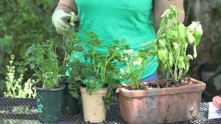 How to Harvest Parsley  Garden Space [upl. by Ardnahc]