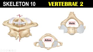 Skeleton 10  Cervical Vertebrae  Atlas  Axis  Transverse foramen  Odontoid Process [upl. by Jodee]