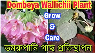 How to grow Dombeya WallichiiDomrupaniPink Ball Plantilovegardeningsoomuch733 trending viral [upl. by Figone]