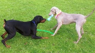 Doberman Gus amp Weimaraner Sebastian [upl. by Yi]