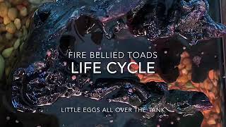 Fire bellied toad life cycle [upl. by Aihsemot523]