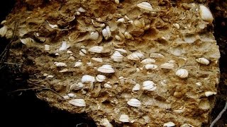 Bivalves fossils  Cyprus [upl. by Sirak391]