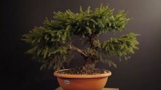 Picea abies Nidiformi [upl. by Lecrad]