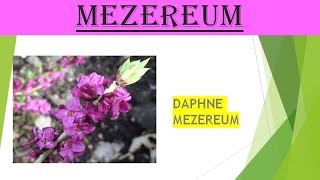 MEZEREUM  homoeopathy materiamedica [upl. by Philbrook]