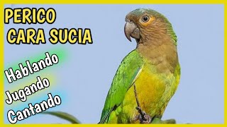 Perico CARA SUCIA 🦜 HABLANDO  Cotorra Gorgicafé ❤️🦜 Cuidados alimentación [upl. by Gibbeon642]