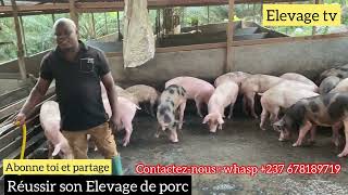 Réussir votre élevage de porc  comment éviter les maladies [upl. by Nallek]