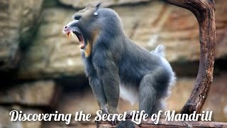 Unique and Beautiful Mandrill Monkey Animal The Natures Most Incredible Ape [upl. by Abram428]