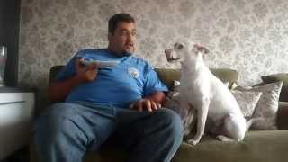 cachorro discute com dono [upl. by Purdy]