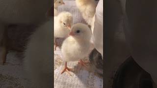 New Chicks ki Vaccine or Shifting Kar Di🐣😍  Part 2 chicken chicks vaccine birds AnganMainKhail [upl. by Esilehc458]