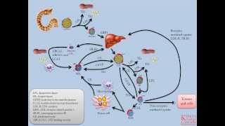 Lipids and Lipoproteins  Part 5 Overview of Lipid Transport Pathways [upl. by Ahsienyt496]