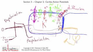 Action potentials in cardiac myocytes  Circulatory system physiology  NCLEXRN  Khan Academy [upl. by Inait]