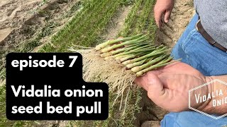 Episode 7 Pulling Vidalia onion seed bed sets for transplant [upl. by Renata79]