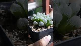 HAWORTHIA COOPERI TRUNCATA plantas succulents shorts haworthia [upl. by Chrisy471]