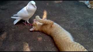 Pigeon Dove Attacked The Cat [upl. by Adi187]