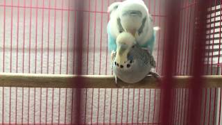 Budgie  Parakeets aka budgerigar Mating  Budgie [upl. by Luy898]