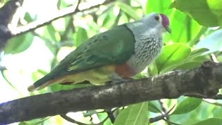 Rosecrowned FruitDove Ptilinopus regina  Cairns Esplanade Mangroves Queensland AUSTRALIA [upl. by Adore]