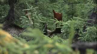 Chasse à lorignal  Réserve faunique de Matane  Sépaq [upl. by Hodgkinson]