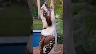 When Kookaburras attack [upl. by Grissom]