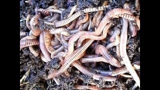 Releasing Tiger Compost Worms into New Foam box Worm Farm [upl. by Earvin758]