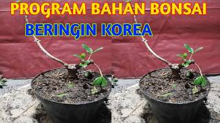 Program bahan bonsai beringin korea [upl. by Nevi480]