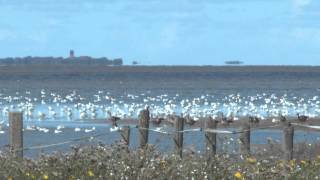 Beleef de Wadden Landschappen van Nederland van oost naar west Unesco Werelderfgoed [upl. by Odnumyer151]