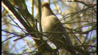 Seidenschwanz ein Wintergast  Bombycilla garrulus [upl. by Arikal]