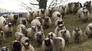 4000 ovaca Radojice Kusica zimuje u torovima na Vučijaku [upl. by Diella]