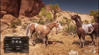 Red dead redemption 2 Location for Both American paint horses [upl. by Suh]