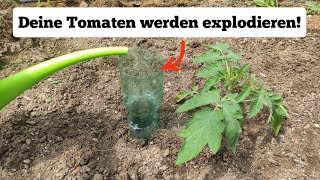 warum du deine Tomaten jetzt einmalig  stark gießen solltest und dadurch mehr Ertrag erzielst [upl. by Giffy]