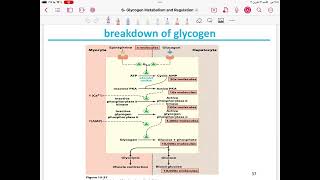 Lecture 10  Glycogen MetabolismBiosynthesis and Degradationand Regulation [upl. by Noruq629]