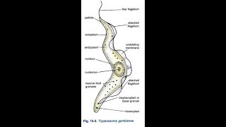 how to draw trypanosoma gambiense [upl. by Nnaynaffit836]