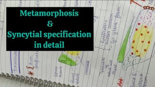 Part 9 🐸Metamorphosis in detail  Syncytial Specification  Animal Development Biology [upl. by Dygall258]