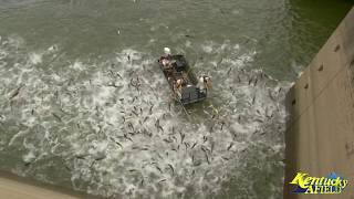 Electrofishing a Huge School of Asian Carp Below Barkley Dam [upl. by Maxama]