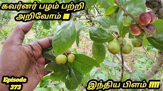 கவர்னர் பிளம் இந்திய பிளம் மடகாஸ்கர் பிளம் Flacourtia indica governors plum Madagascar plum [upl. by Narbig704]