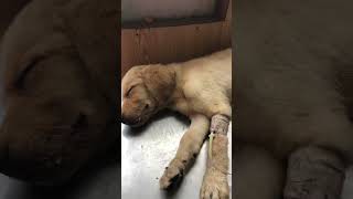 very serious condition in parvo virusparvovirus labrador india [upl. by Ettesil]