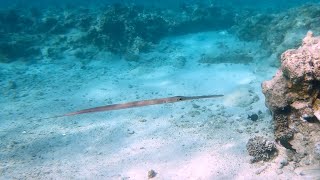 Glatter Flötenfisch  Bluespotted Cornetfish Fistularia Commersonii Rotes Meer Red Sea Snorkeling [upl. by Seem242]