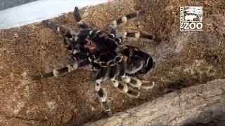 Redkneed Tarantula Molting  Cincinnati Zoo [upl. by Oivat]