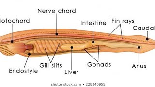 excretory system in branchiostomabsc3rd [upl. by Maram335]