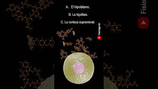 Repasa fisiología Endocrina  Preguntas y respuestas de la fisiología del sistema endocrino [upl. by Halyk]