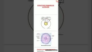 Les cormophytes  Anatomie de lappareil végétatif des spermaphytes [upl. by Hadnama]