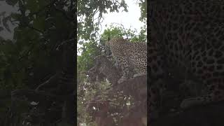 Leopard cubs caught in the rain [upl. by Heck]