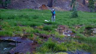 Drosera rotundifolia in an acid geothermal fen in Lassen Volcanic National Park [upl. by Isidora137]