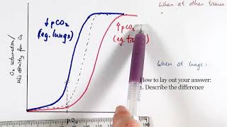 AS Biology  Oxygen dissociation curve OCR A Chapter 84 [upl. by Abihsat581]