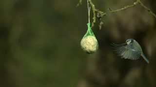 Vögel Meise in Zeitlupe  Birds in Slowmotion [upl. by Cynar]