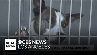 50 dogs rescued from Fawnskin home [upl. by Yorgos722]