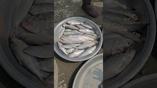 Very fresh Hilsha fishes in Bangladesh [upl. by Akyre]