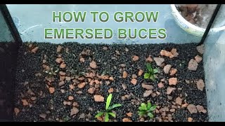 How to grow emersed Bucephalandra [upl. by Kcirnek]