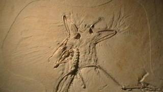 Archaeopteryx Fossil Thermopolis Specimen [upl. by Yelsa388]